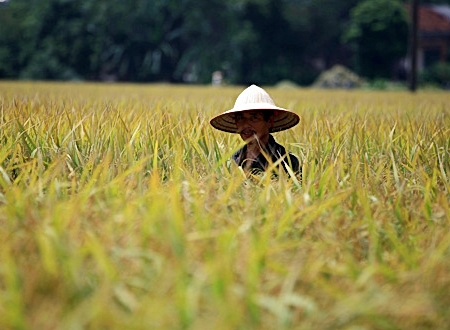 Một người đàn ông lạc vào đồng lúa tràn ngập màu vàng