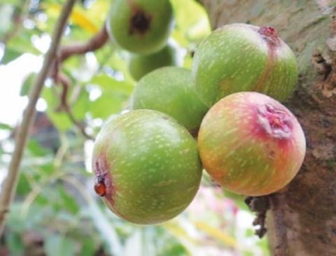 Sung có tên khoa học là Ficus glomerata