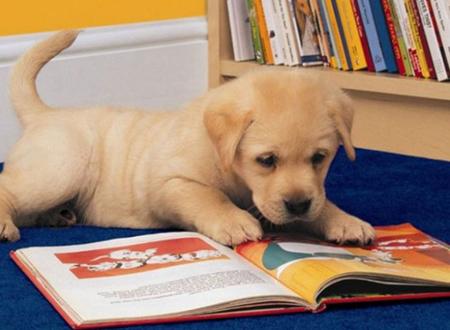 Cún cưng chăm chú đọc sách