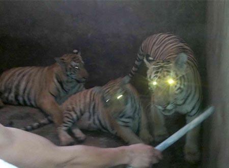 3 trong 4 cá thể hổ được một hộ dân nuôi nhốt tại xã Đô Thành. Dư luận nghi ngờ việc có hàng chục con hổ tại xã này đã bị tẩu tán? Ảnh: Phan Sông La