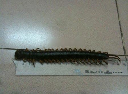 Ban đầu, con rết dài 23cm nhưng do bị đem ra ngâm rượu nên nó chỉ co lại còn khoảng 18cm