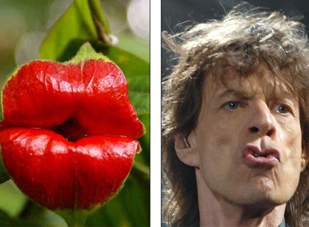 Bông hoa kỳ lạ có hình dáng giống hệt môi Mick Jagger.