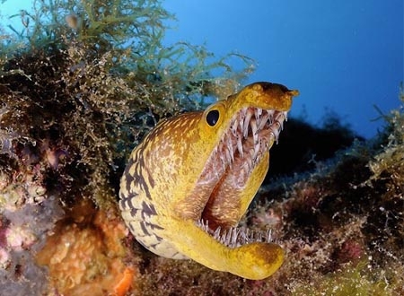 Loài cá Tiger Moray