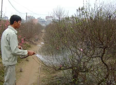 Anh Hoàng Văn Hùng, một chủ vườn hoa ở Nhật Tân cho biết, nếu tiếp tục rét đậm, gần ½ gốc đào sẽ không nở như ý