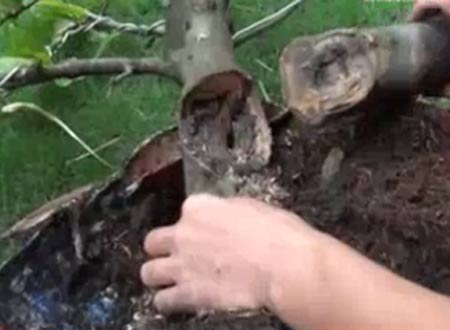 Cây mai được chắp vá, trét mạt cưa, bôi màu và ghép bằng keo dán sắt để lừa gạt người mua.