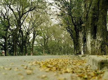Hà Nội vào thu, đường phố nhuộm vàng sắc lá. Ảnh: cocdoc