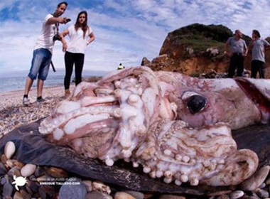 Con quái vật khổng lồ dạt vào bờ biển Tây Ban Nha