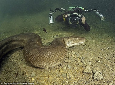 Hình ảnh loài rắn khổng lồ ở sông Amazone