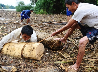 Người dân vớt gỗ trong lũ