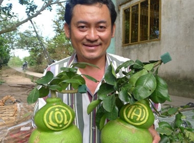 Ngoài trái bưởi hình hồ lô truyền thống, năm nay, CLB khuyến nông Phú Trí A cho còn tạo thêm bưởi hình thỏi vàng và Phúc - Lộc - Thọ phục vụ Tết Giáp Ngọ.