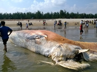 Xác con cá voi dạt vào bờ biển Tĩnh Gia, Thanh Hóa trưa nay.