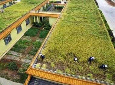 Ruộng lúa nhà em.