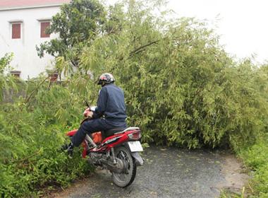 Cây me bị gió quật đổ, chắn ngang đường ở tổ dân phố Đại Phong, phường Bàng La, Đồ Sơn, Hải Phòng. Nhiều người dân qua đây phải luồn lách qua những bụi rậm