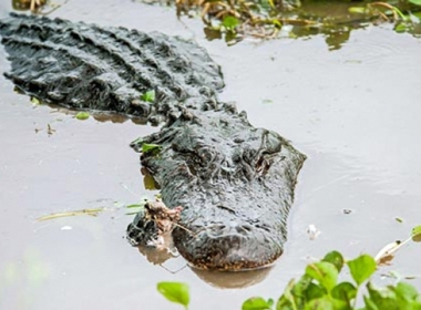 Con cá sấu chúa tấn công kẻ xâm phạm lãnh thổ