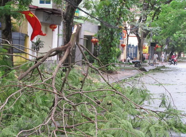 Cây bị gãy đổ trên một số tuyến phố ở Hải Phòng sau bão  -