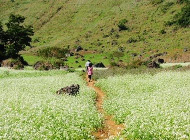 Mùa hoa cải trong thung