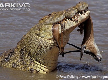 Linh dương đã trở thành cái xác rỗng khi gặp phải cú đớp ngoạn mục với hàm răng sắc nhọn của cá sấu