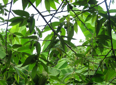 Cây trứng cá cũng nằm trong danh mục 28 loại cây cấm trồng ở vỉa hè và dải phân cách.