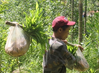 Anh Lang gánh keo giống đi trồng