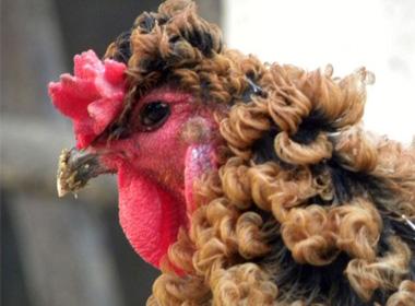 Chú gà với bộ lông xoăn