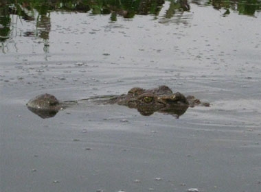 Cá sấu ở Bàu Sấu.