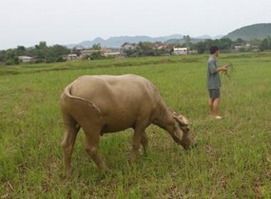 Chết khi đang cưỡi trâu. (Ảnh minh họa)