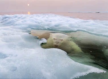 Hình ảnh một con gấu trắng bắc cực khi nhìn xuyên qua lớp băng đã dành được giải thưởng cao nhất.