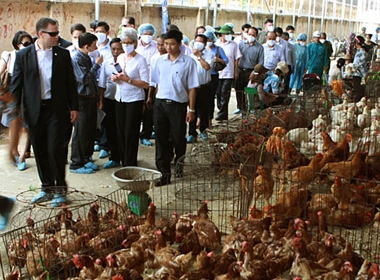 Đại diện Bộ Y tế hai nước Việt Nam và Hoa Kỳ thăm chợ gia cầm Hà Vỹ, Hà Nội vào tháng 6-2013. Đây là nơi tập trung nhiều gia cầm nhập lậu từ giữa năm 2013 trở về trước 