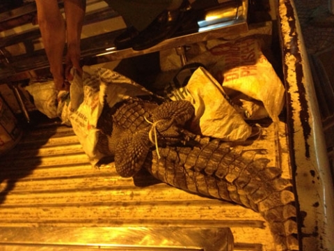 Con cá sấu được đưa về trụ sở