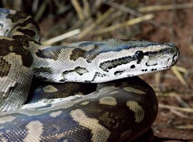 Trăn siết chết nạn nhân. (Ảnh minh họa)