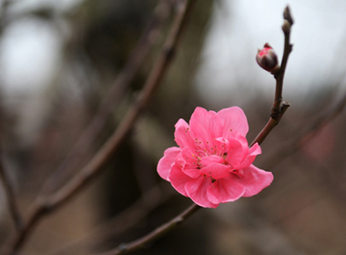 Còn hơn một tháng nữa mới tới Tết và trời rét đậm nhưng đã có những cây đào Nhật Tân trổ hoa.