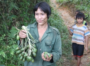 Anh Lang đang hái cau giúp hàng xóm để chuẩn bị làm đám cưới