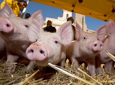 “Đội binh lợn” đã tham gia biểu tình cùng nhiều nông dân người Ý bên ngoài tòa nhà quốc hội. Ảnh: AP 