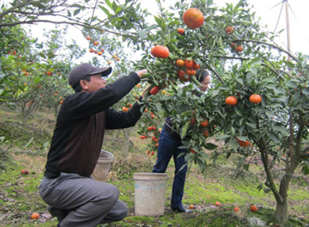 Cam quýt được xem là những loại cây trồng rất khó tính, bởi vậy để có vườn quýt đẹp, trĩu quả như thế này, thời gian qua vợ chồng anh Sỹ đã tốn nhiều công sức chăm sóc