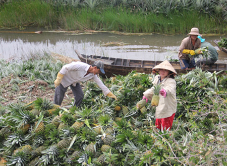 Người dân trong vùng Dự án Khu công nghiệp Long Giang (huyện Tân Phước, Tiền Giang) đi làm thuê sau khi bị thu hồi đất.