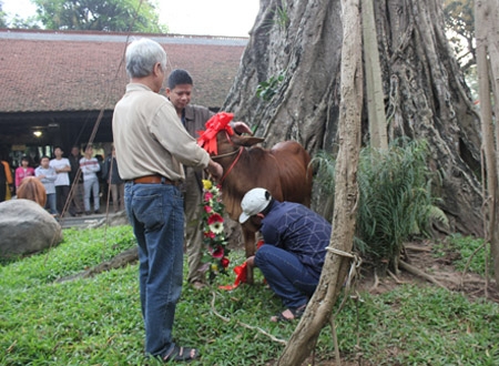 Người dân đang trang trí cho chú bê dâng cúng 