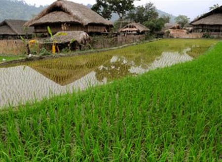 Những mái nhà sàn truyền thống êm đềm bên ruộng nước - Ảnh: Tam Thái