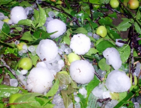 Cục mưa đá có kích thước lớn hơn quả táo rơi xuống tàn phá các huyện Mường Khương, Si Ma Cai, Bắc Hà của tỉnh Lào Cai - Ảnh: Tùng Lâm (Chụp ngày 27.3)