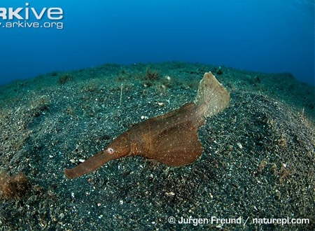 Cá dao cạo (Solenichthys paegnius) thuộc một họ cá có hình thù lạ lùng, rất khó hình dung nếu chỉ diễn tả bằng lời…