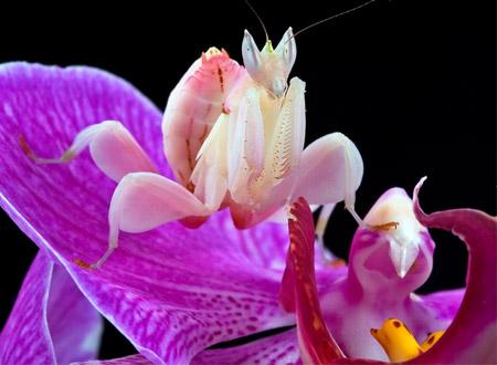 “Đóa hoa” đó chính là một loài bọ ngựa kỳ lạ có tên là bọ ngựa phong lan, tên khoa học là Hymenopus coronatus