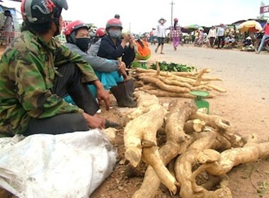 “Cây bách bệnh” được người dân đồn thổi và bày bán khắp các chợ.