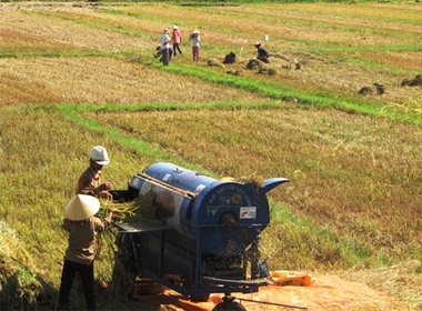 Nông dân huyện Bố Trạch (Quảng Bình) thu hoạch lúa dưới trời nắng như đổ lửa