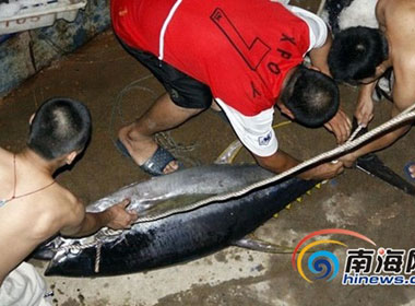 Con cá lớn nhất mà ngư dân Trung Quốc câu được 