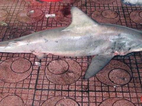 Cá mập bị bắt ở gần bãi tắm TP Quy Nhơn