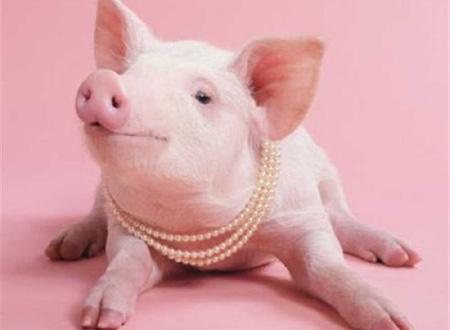 Câu đố liên quan đến con lợn và con chó (Ảnh minh họa)