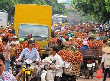 Quốc lộ 31 trong những ngày chính vụ vải thiều trở thành chợ vải nên thường xuyên bị tắc đường