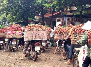 Năm nay do thời tiết không thuận lợi nên sản lượng vải ở Lục Ngạn thấp hơn. Giá bán vải loại 1 vẫn ở mức trung bình 25.000 đồng/kg