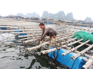 Ông Nguyễn Văn Cường buộc lại bè nuôi hàu. Nếu bão đổ bộ, toàn bộ hàu đang nuôi sẽ chìm xuống biển. 