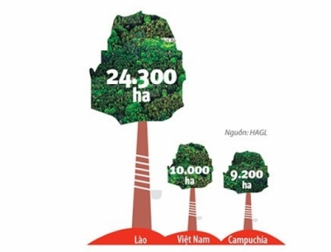 Tính đến cuối năm 2012, HAGL đã trồng được 43.500 ha cao su trong kế hoạch 51.000 ha.Vết xe đổ Asia Pulp & Paper