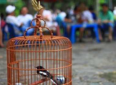 Đối với dân chơi, chim là tài sản quý, không phải thấy cao giá là bán. Nếu thích họ có thể phóng sinh chim có giá hàng triệu đồng của mình